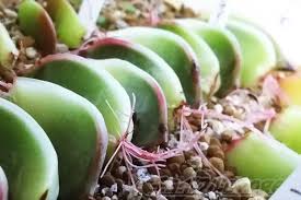 多肉植物の葉挿しって いろんな根があり いろんなことが起こります 太い 異常発達 コブ などちょっと変わってる根をご紹介