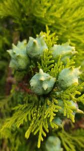 Image result for Platycladus orientalis