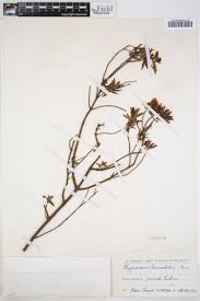 Image result for Harungana montana