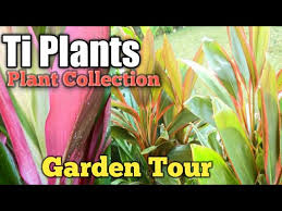 Maybe you would like to learn more about one of these? Cordyline Plants Growing Hawaiian Ti Plant Garden Tour 2020 Ti Plant Houseplant Youtube