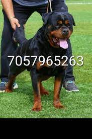 Some dog owners will get a pet insurance for their dog. Top Pet Shops For Dog In Vasco Da Gama Best Pet Store Justdial