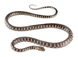 Maybe you would like to learn more about one of these? Darwin S Racer Pseudalsophis Darwini Tropical Herping