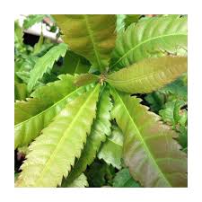 Image result for Myrica