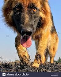 Is a carnivorous mammal of the family of the canids, which constitutes a subspecies of the wolf canis lupus. Close Up Of A German Shepherd Dog In Motion Walking Looking Down With Mouth Open And Tongue Out Stock Photo German Shepherd German Shepherd Dogs Dogs