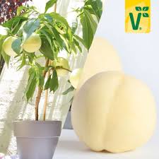 Forum forum obstgehölze wie groß wird ein zwergobstbaum? Gelber Balkon Pfirsich Fruit Me Peach Me Yellow Pfirsich Zwergobstbaume Pflanzen