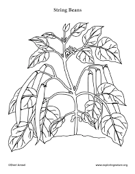How many starfish coloring page. Garden Vegetables Coloring Pages 10