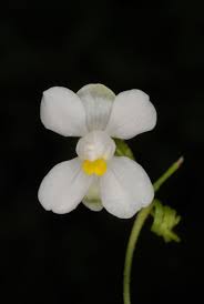 Image result for Cardiospermum corindum