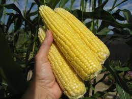 It is 5 1/2 inches long and appear to have been painted yellow although the paint is now very faded. Master Gardener How To Grow Full Ears Of Corn Press Enterprise