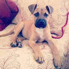 Florida Black Mouth Cur Puppy 3 Black Mouth Cur Puppies Black Mouth Cur Black Mouth Cur Dog