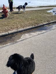 During the first fear period therefore it is important to avoid exposing the puppy to traumatic experiences. Adventure Kanyon Blog Laughing Dogs