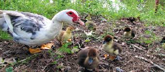 Once the eggs hatch, how long before the babies can fly? Muscovy Mommas Lessons Learned From My Broody Ducks