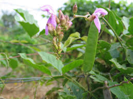 Image result for Canavalia africana