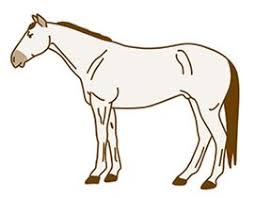Maybe you would like to learn more about one of these? Pferde Scheren Hier Gibt Es Tipps Fur Schnittmuster Cavallo De