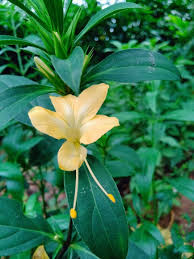 Image result for Barleria galpinii