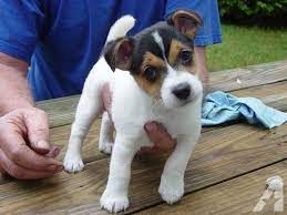 Bella Jack Russell Puppy Female For Sale In Finley Missouri Classified Jack Russell Terrier Puppies Jack Russell Puppies Jack Russell Terrier
