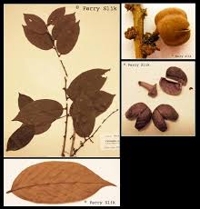 Image result for Cleistanthus