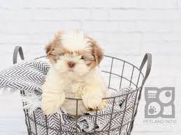 Would like some personal service? Shih Tzu Puppies Petland Novi