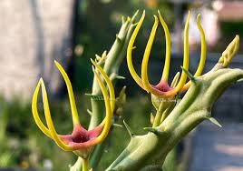 Image result for Orbea lugardii
