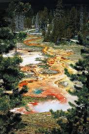 Find over 100+ of the best free yellowstone national park images. 900 Yellowstone Ideas Yellowstone Yellowstone National Park National Parks