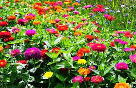 Bibit bunga group) adalah situs no.1 di indonesia untuk produk benih tanaman, bibit tanaman / tanaman hidup, perlengkapan berkebun, & pertanian. Harga Bibit Bunga Zinnia Terbaru Agustus 2021 Hargabulanini Com