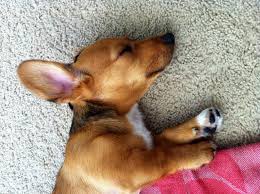 Black And Tan Corgi Mix Corgi Dachshund Mix Puppies Corgi Dachshund Dachshund Mix Puppies Corgi Mix