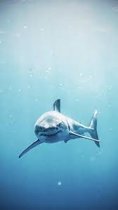 Check spelling or type a new query. 21 Shark Iphone Wallpapers Wallpaperboat