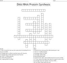 Some of the worksheets displayed are work dna rna and protein synthesis, dna transcription translation, dna replication protein synthesis questions work, say it with dna protein synthesis work practice pays, science take out from dna to protein structure and function. Dna Rna Protein Synthesis Crossword Wordmint