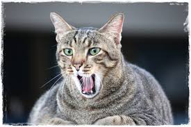 Kucing persia himalaya atau kucing himalaya dikenal memiliki mata berwarna biru dan bulu yang punya tanda unik di wajah, telinga, kaki, dan ekornya. 21 Kumpulan Jenis Kucing Kampung Terlengkap Manfaat Kucing Makan