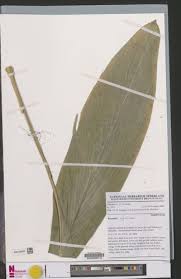 Image result for Renealmia africana