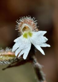 Image result for Cheirostylis lepida