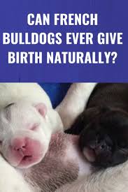 You should have water for your. When Do French Bulldog Ears Stand Up French Bulldog Breeders French Bulldog Puppies French Bulldog
