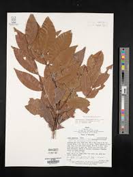 Image result for Chamaecrista fenarolii