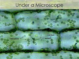 Check spelling or type a new query. Can You Expect To See Mitochondria While Using A Light Compound Microscope Socratic