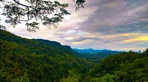Dec 03, 2020 · the forest pc game free download setup in single direct link for windows. Free Photo Top View Of Forest Clouds Daylight Forest Free Download Jooinn