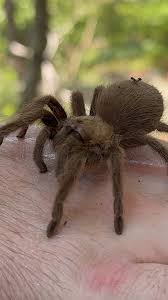 Image result for Tarantula Bite
