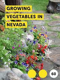 Learn Growing Vegetables In Nevada How To Guides Tips And Tricks Growing Vegetables Plants Desert Vegetable Garden