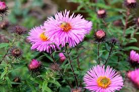 Image result for Aster chimanimaniensis