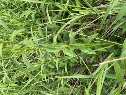 Image result for Inula mannii