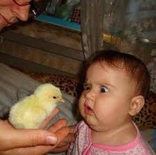 Random wildlife pictures from India.