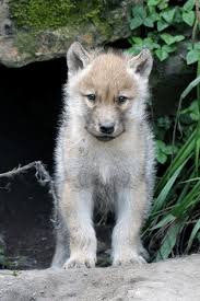 Image result for wolf cub