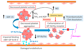 Image result for Platelet Dysfunction