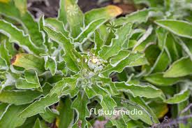 Image result for Helichrysum foetidum