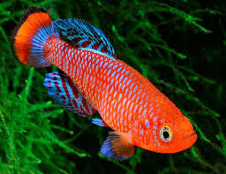 30 Eggs Nothobranchius Rachovii Beira 98 Killifish Egg Hatching Tropical Fish Tropical Fish Aquarium Fish Tropical Fish Aquarium