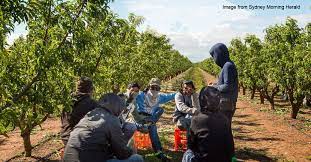 Australia is fortunate to have a very wide array of industries to offer something for everyone's personal preference. Malaysians Falling For Fruit Picking Scams Have Become Slaves Working On Australian Farms