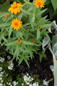 Image result for Zinnia angustifolia