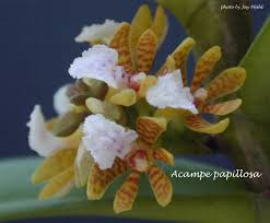 Image result for Acampe