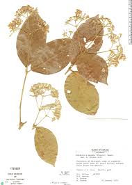 Image result for Rogiera amoena