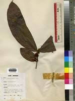 Image result for Gilbertiodendron