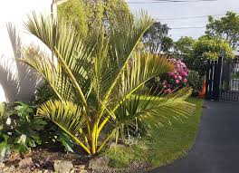 Image result for Monopsis decipiens