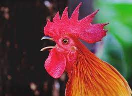 Roosters almost always start crowing before four months of age. Why Do Roosters Crow At Night Thank Chickens